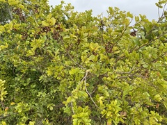 Pithecellobium keyense