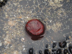 Actinia bermudensis