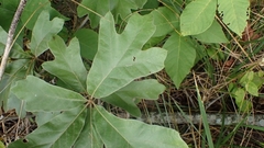 Callirhytis bipapillata