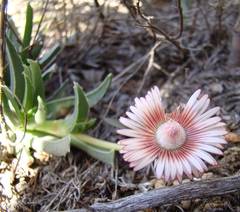 Acrodon bellidiflorus