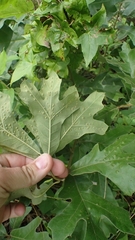 Callirhytis bipapillata