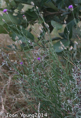 Parapolydora fastigiata