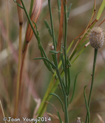 Parapolydora fastigiata