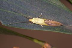Opogona protodoxa