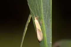 Opogona protodoxa