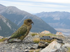Kea photo 3