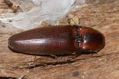 Monocrepidius erubescens