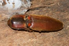 Monocrepidius erubescens