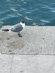 Leucophaeus atricilla