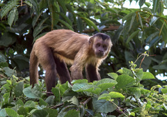 Sapajus apella