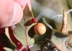 Atrusca brevipennata