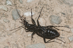 Carabus nankotaizanus