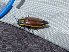 Epistomentis pictus