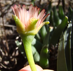 Acrodon bellidiflorus