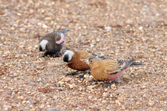 Leucosticte
