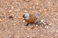 Leucosticte tephrocotis littoralis