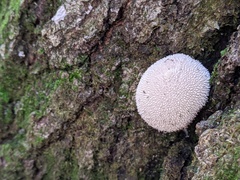Lycoperdon caudatum
