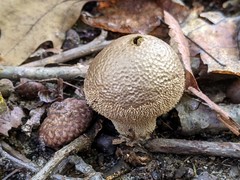 Lycoperdon caudatum
