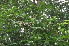 Psittacula longicauda