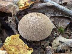 Lycoperdon caudatum