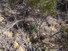 Acrodon bellidiflorus