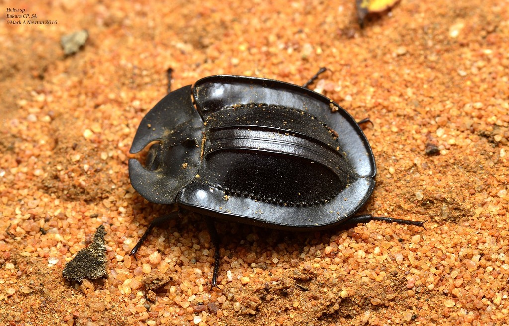 Helea monilifera