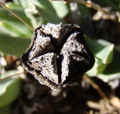 Acrodon bellidiflorus