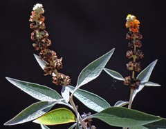 Buddleja tucumanensis