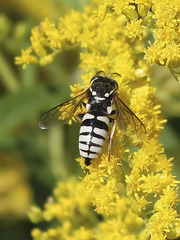 Bicyrtes capnopterus