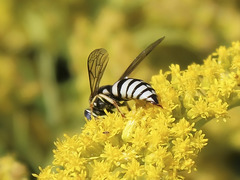 Bicyrtes capnopterus