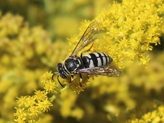 Bicyrtes capnopterus