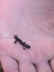 Plethodon glutinosus