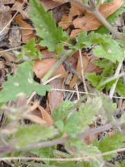 Glandularia peruviana