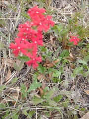 Glandularia peruviana