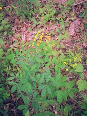 Baptisia sphaerocarpa