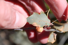 Atrusca brevipennata