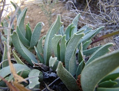 Acrodon bellidiflorus