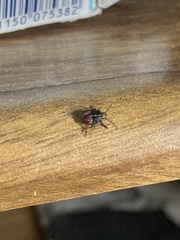 Sinopla perpunctatus