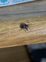 Sinopla perpunctatus
