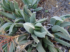 Acrodon bellidiflorus