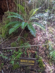 Blechnum chilense