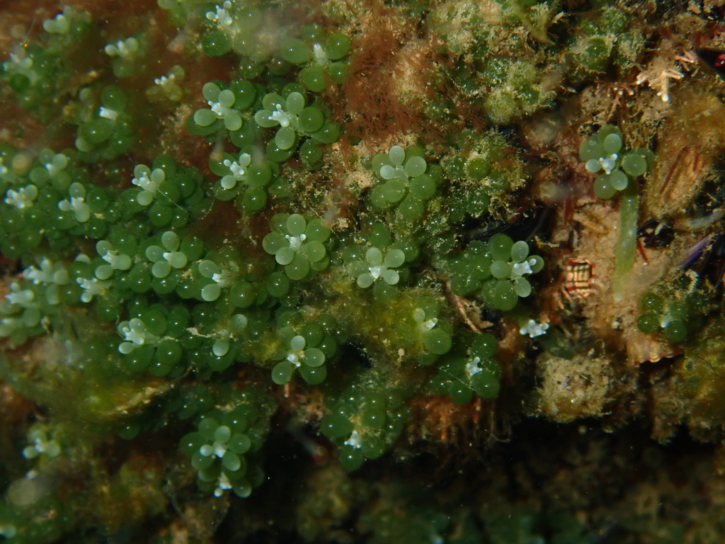 Caulerpa geminata