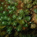 Caulerpa geminata - Photo (c) Nick Shaw, alguns direitos reservados (CC BY-NC), uploaded by Nick Shaw