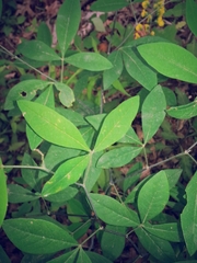 Baptisia sphaerocarpa