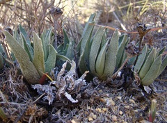 Acrodon bellidiflorus