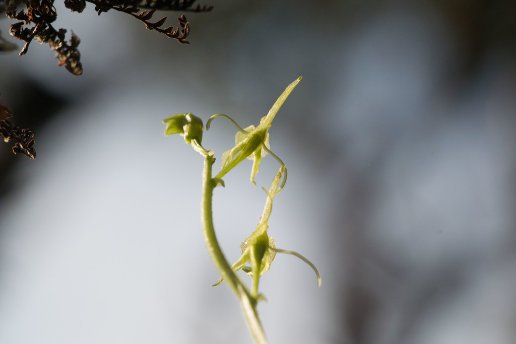 Liparis hawaiensis