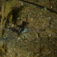 Nesogobius pulchellus