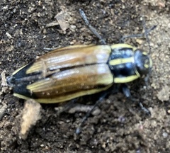 Epistomentis pictus