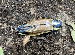 Epistomentis pictus