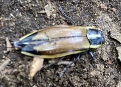 Epistomentis pictus